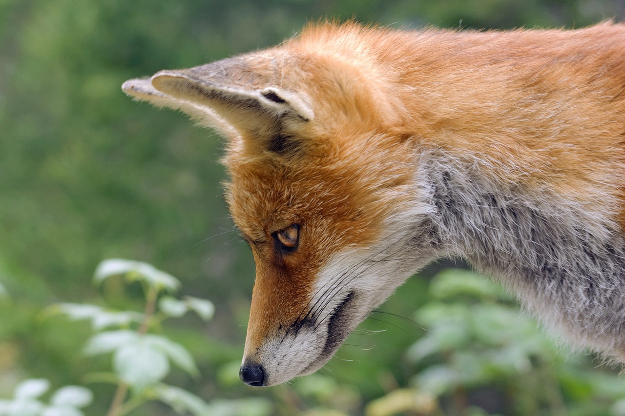 Die magischen Tiere im Schullandheim